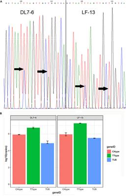 Evidence for Persistent Heteroplasmy and Ancient Recombination in the Mitochondrial Genomes of the Edible Yellow Chanterelles From Southwestern China and Europe